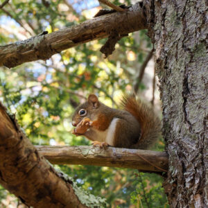 squirrel chews nut in tree