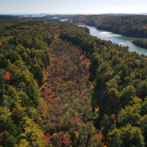 aerial view of forest and bog