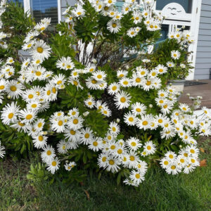 bush of white flowers