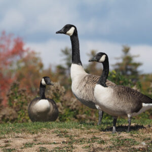 three canada geese