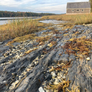 rocky shore at marsh edge