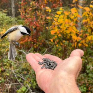 bird landing in outstretched hand with seed