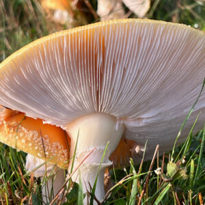 close-up of underside of mushroom