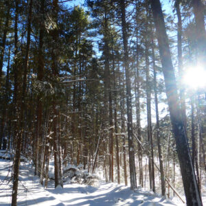 snowy trail among tall pine trees