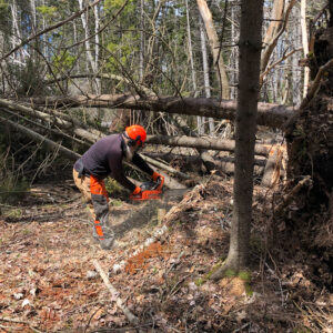 man in protective gear chainsaws fallen tree over trail