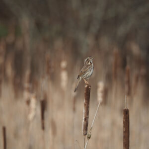 song sparrow sings while perched on cattail