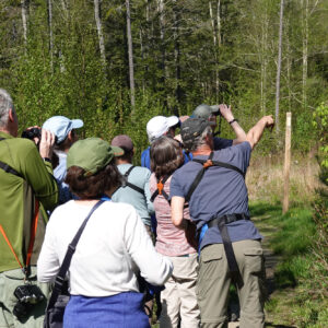 group of adults with binoculars search trees for birds