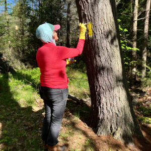 woman paints yellow marker on tree along trail