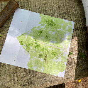 press of a large green leaf on paper
