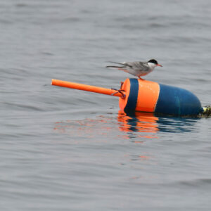 tern perches on orange and blue buoy in water