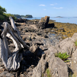 large driftwood rests on rocky shore