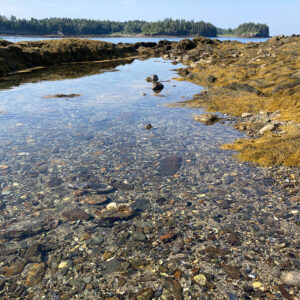 low view of tide pool and seaweed