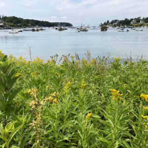 yellow flowers grow at edge of cove