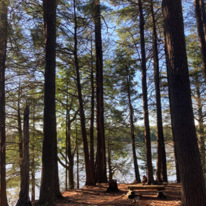 tall pine trees at lead to waters edge