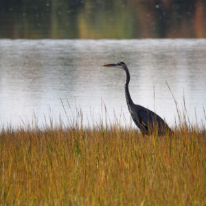 great blue heron stands in marsh grass