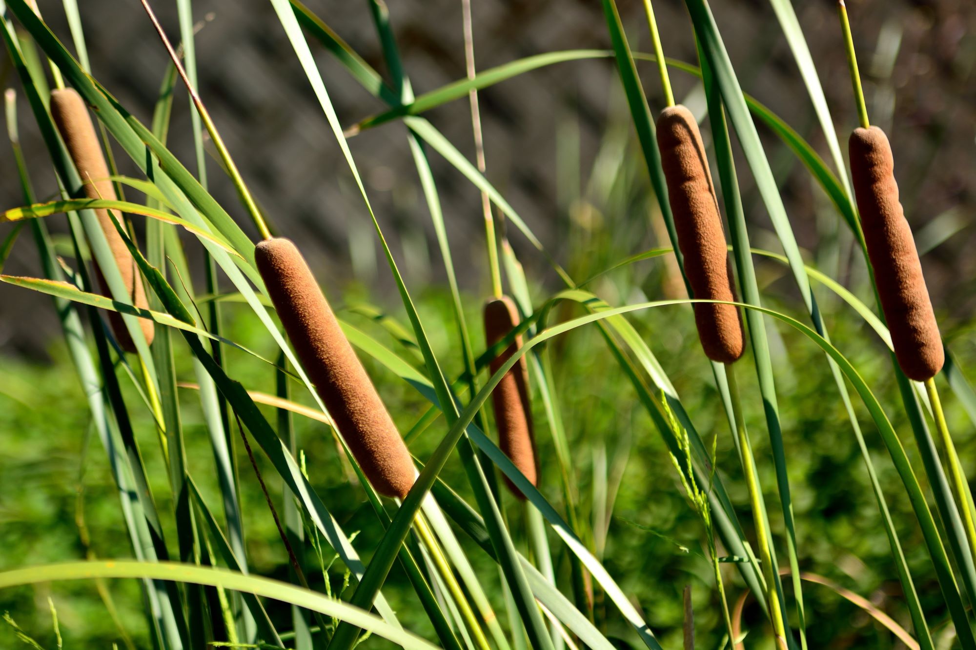 Freshwater Cattails