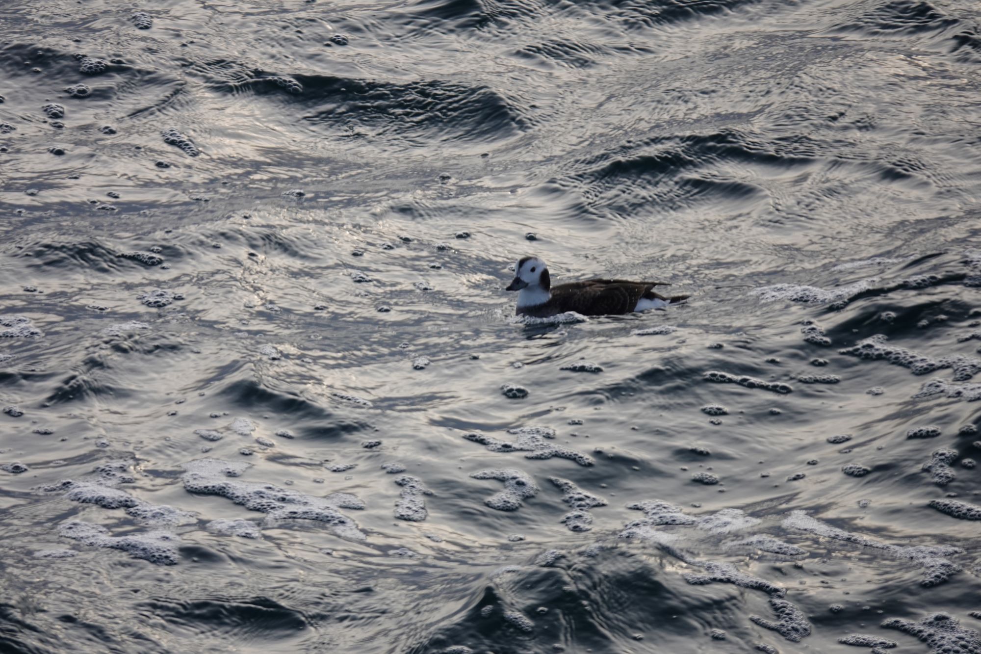 Nature Notes: Long-tailed Duck - Harpswell Heritage Land Trust