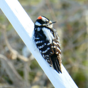 small woodpecker sits on rail