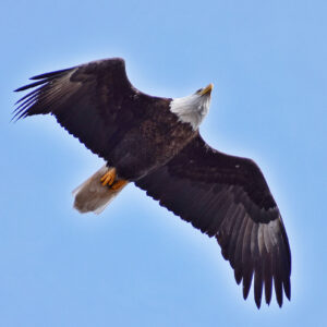 bald eagle in flight from below
