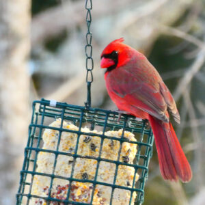 cardinal sits on suet feeder