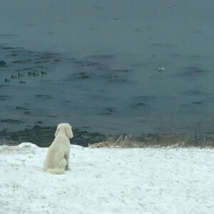 dog watches mallards from shore