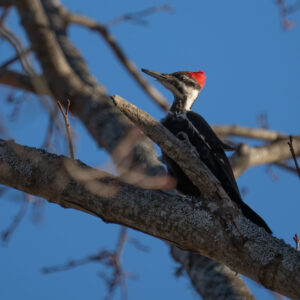 large woodpecker in tree