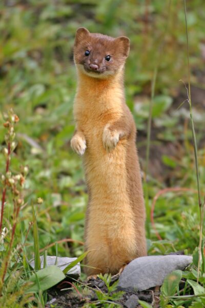 weasel stands on hind legs looking at viewer