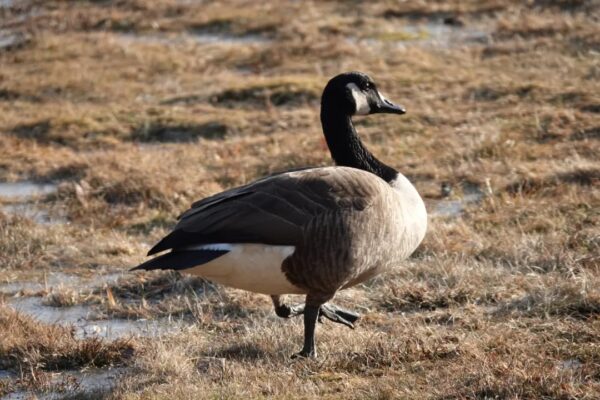 canada goose stands in grass