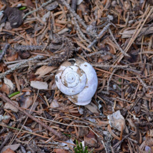 snail shell on forest floor