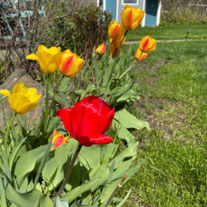 row of red and yellow tulips with small shed in background