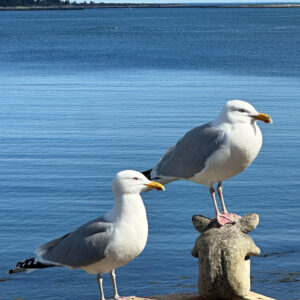two gulls sit on deck railing with smooth water in background