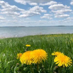 dandelions in field with water in background