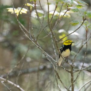 small black and yellow bird perched on tree branch