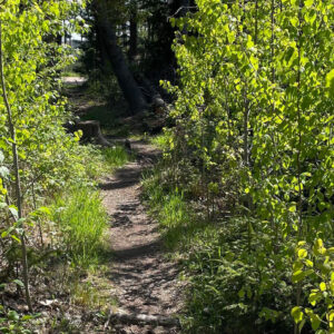 trail leads through brush and low green trees