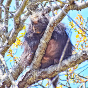 porcupine with yellow teeth sits high in tree on branch