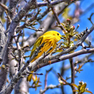 small yellow bird perched in tree
