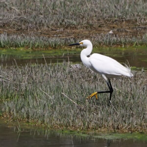 tall white bird walks through marsh grass