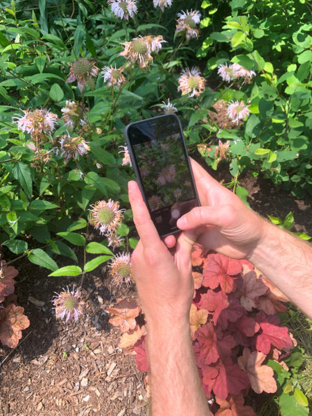 person holds phone to take photo of bee balm plant