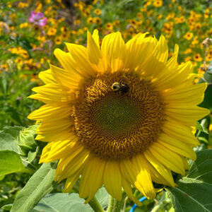bumble bee on bright yellow sunflower