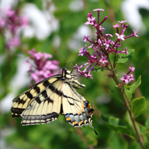 yellow and black butterfly perches on pink flowers