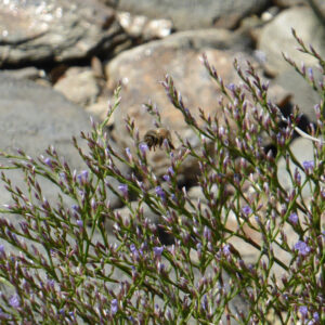 bumble bee explores sea lavender