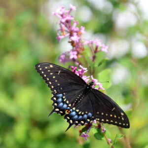 black and blue butterfly perched on pink flowers