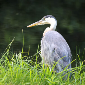 long necked gray bird stands in tall grass
