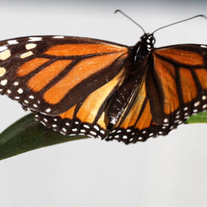orange and black butterfly perched on leaf