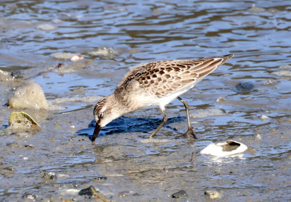 small brown and white bird sticks bill into mud at edge of water