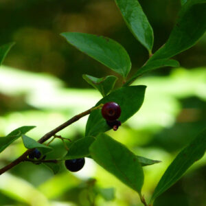 dark berry on green branch