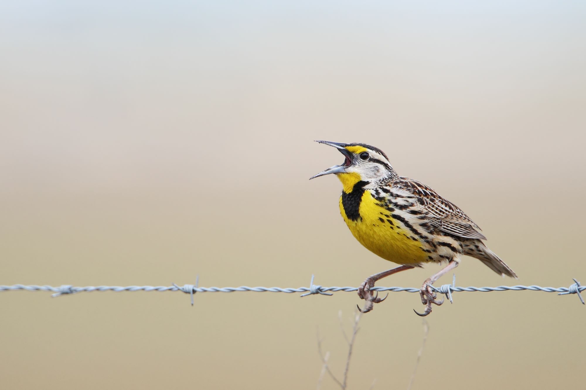 yellow chested bird sings while perched on barbed wire