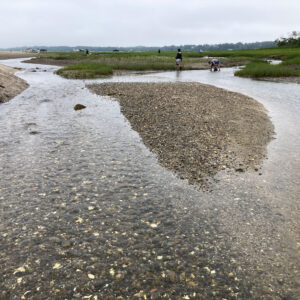 tide pool at beach with grassy marsh in the background
