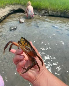 hand holds crab up to camera with marsh and water in background