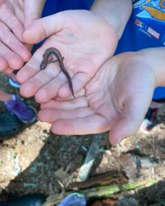 small hands hold smaller brown and red salamander